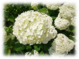 白い紫陽花